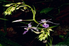 Calanthe puberula